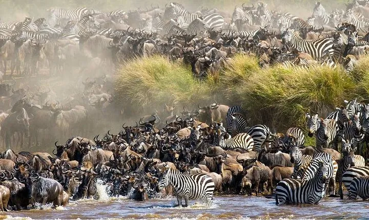 12 Days Kenya and Tanzania Safari With Complimentary First Night