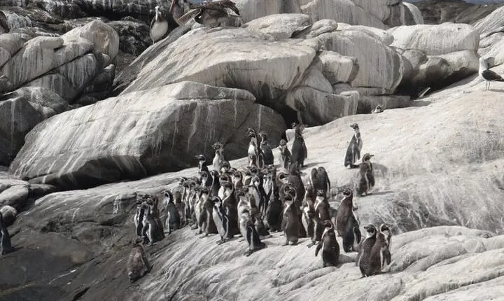 Private Valparaiso, Nautic Visit Penguins Island & Horse Riding