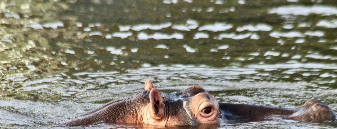 St Lucia iSimangaliso Wetland Park safari and cruise from Durban