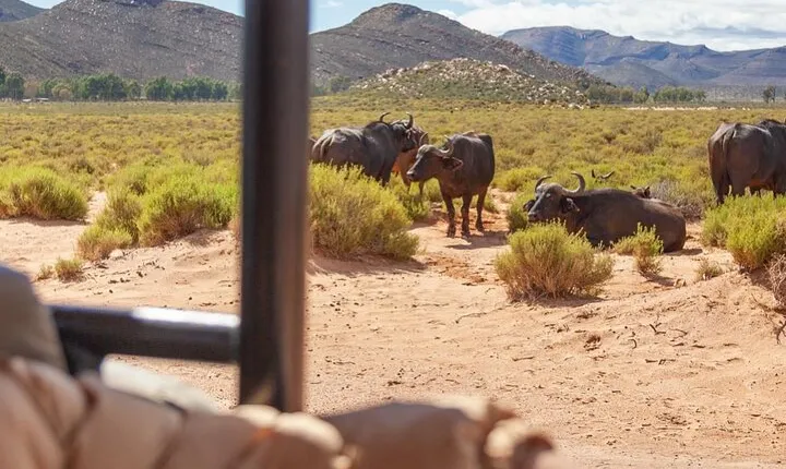Full-Day Private Safari Tour to Aquila Game Reserve
