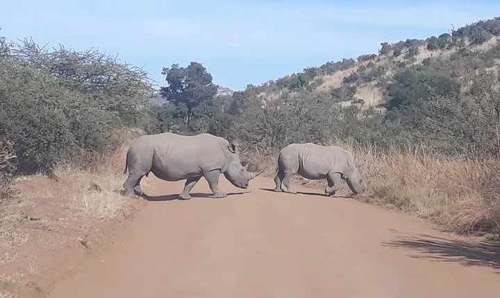 Pilanesberg national park full-day guided tour