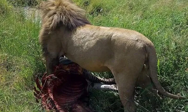 9 Days Budget Lodge Safari Tour