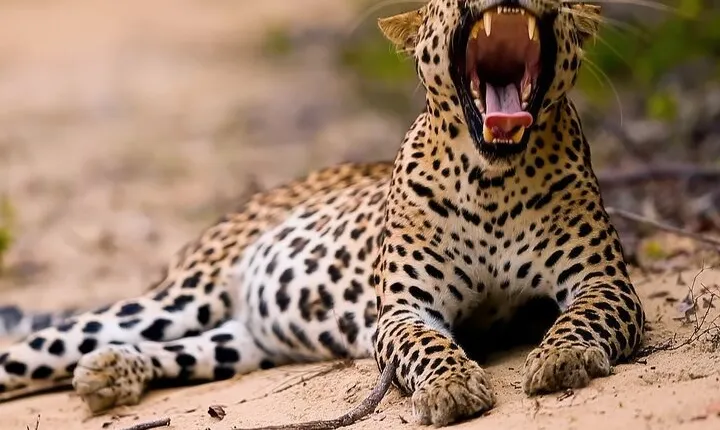 Safari Expedition's in Wild Wonders of Yala