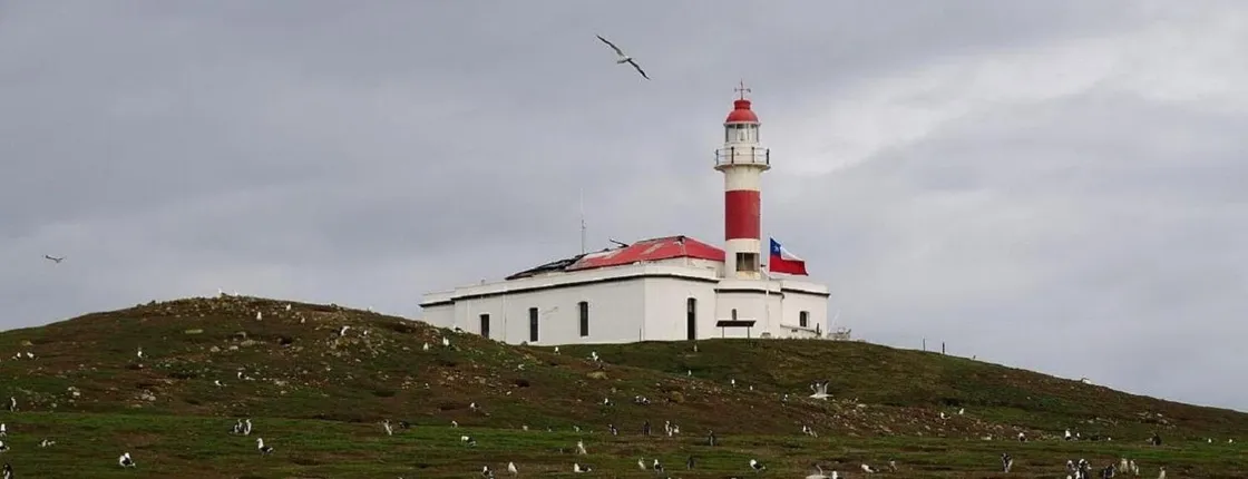 Magdalena Island boat tour from Punta Arenas