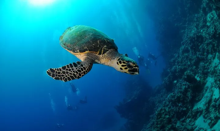 6 Dive Package by Boat or Shore