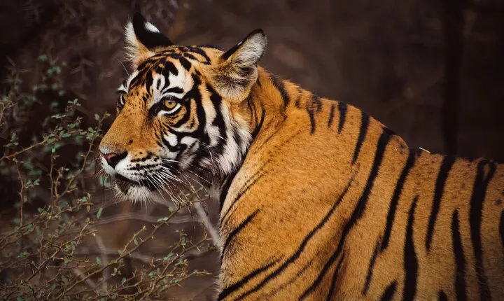 6 Days Golden Triangle Tour with Ranthambore Delhi Agra Jaipur