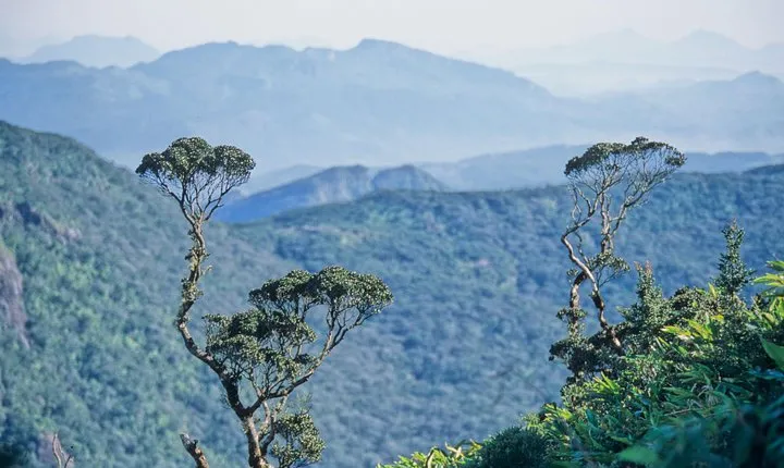 LION KING - Sinharaja Rain Forest Day Tour