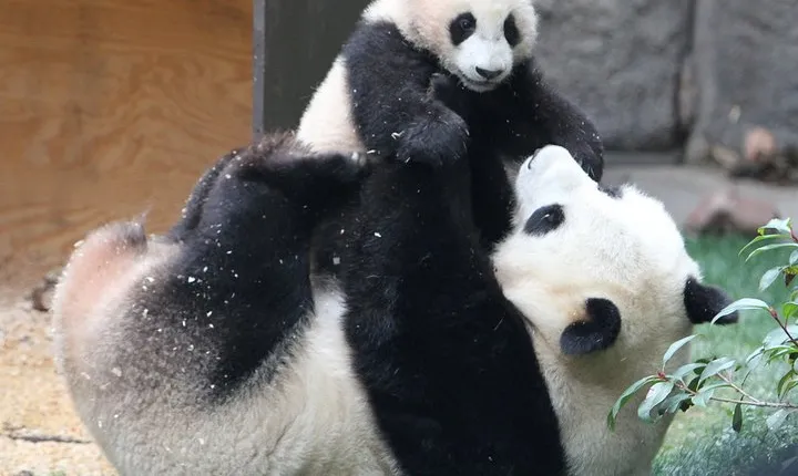 All-inclusive Day Tour: Mutianyu Great Wall & Beijing Panda Zoo with Local Lunch