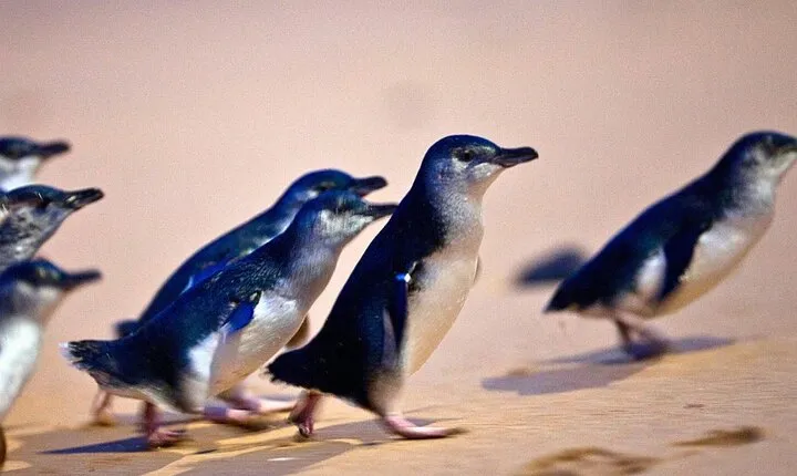 Small-Group Phillip Island Penguin Parade Day Tour from Melbourne