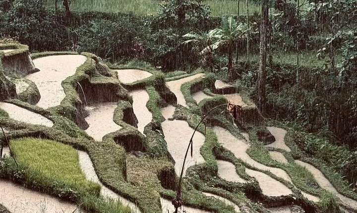 Ubud Top Tours to Discover Bali’s Cultural and Natural Wonders