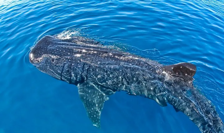 Whale Shark Swim Tour La Paz | Private Transportation From Cabo