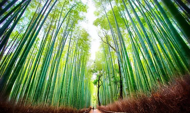 Kyoto Self-Guided Audio Experience