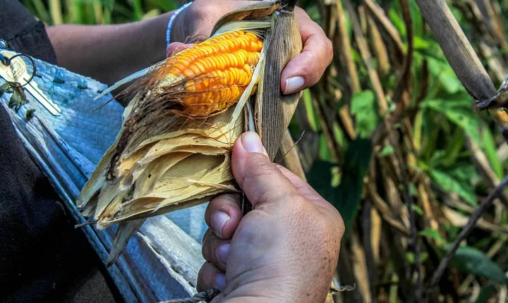 From the Milpa to Tourism: Farming, Cenote & Ek Balam Pyramids Tour