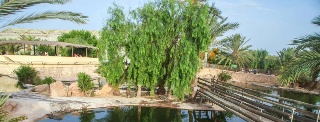 Djerba island tour with crocodile farm