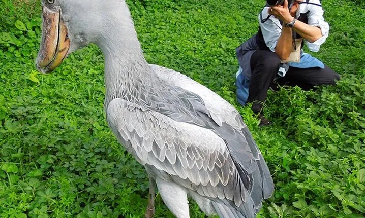1 Day Shoebill Stork and Birding Experience