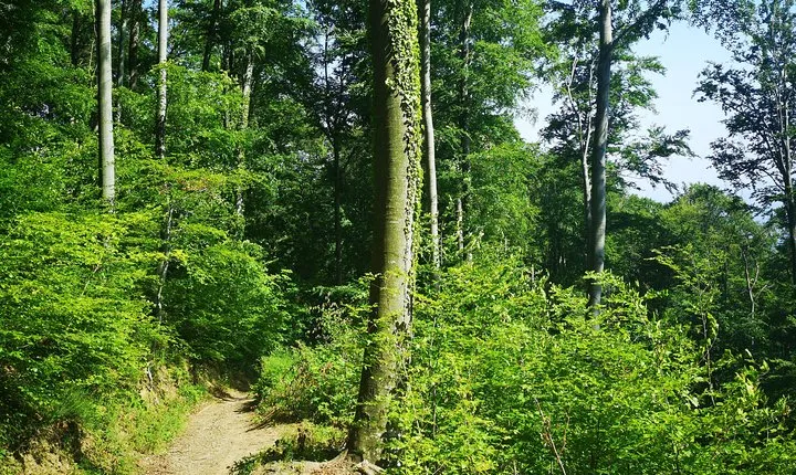 Perceive Zagreb Like a Local - Medvednica Nature Park Hiking