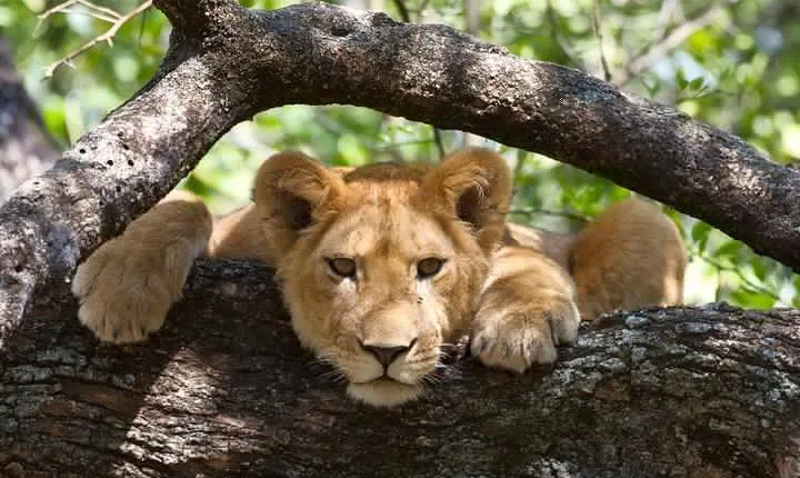 6 Days Tanzania Private Safari Tour