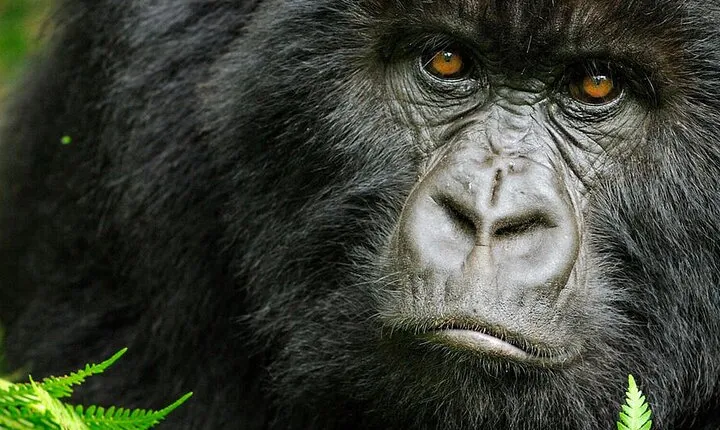 8-Day Murchison Falls, Chimp and Epic Gorilla Trekking