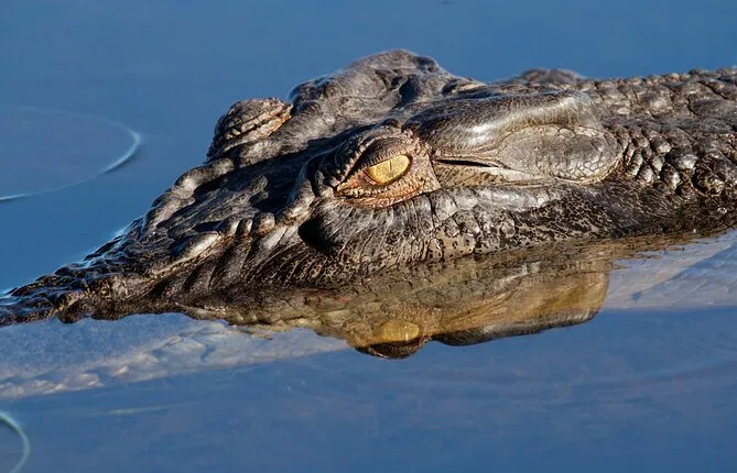 Darwin to Kakadu Day Trip by Air Including Yellow Water Cruise
