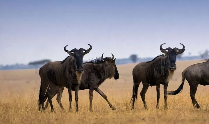 7-Day Private Northern Tanzania Safari