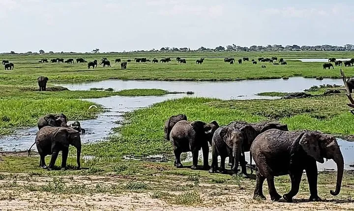 Hwange Safari Daytrip from Vic-Falls