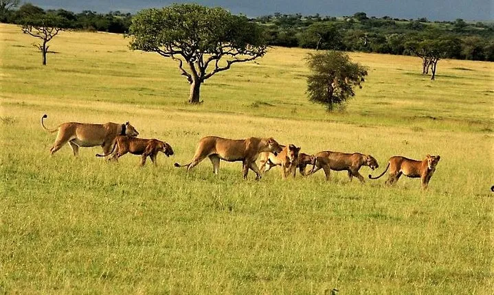 Six Days- Arusha-lake Manyara- Ngorngoro-serengeti (classic)
