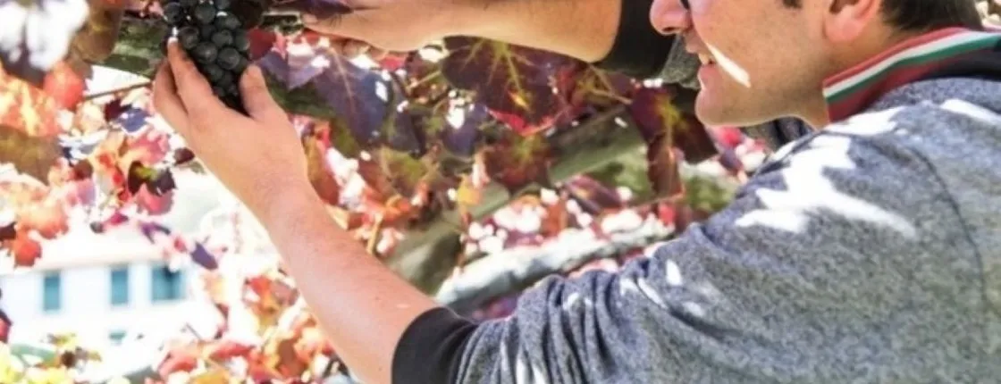 Tramonti wine tasting at Apicella winery