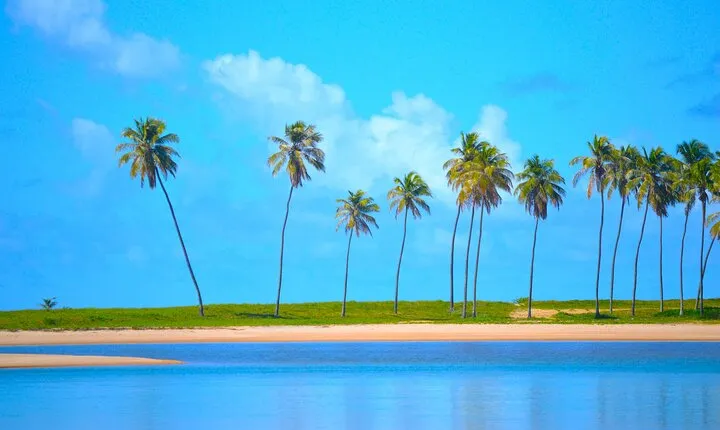 From Salvador to Praia do Forte Day trip get to know the coconut coast