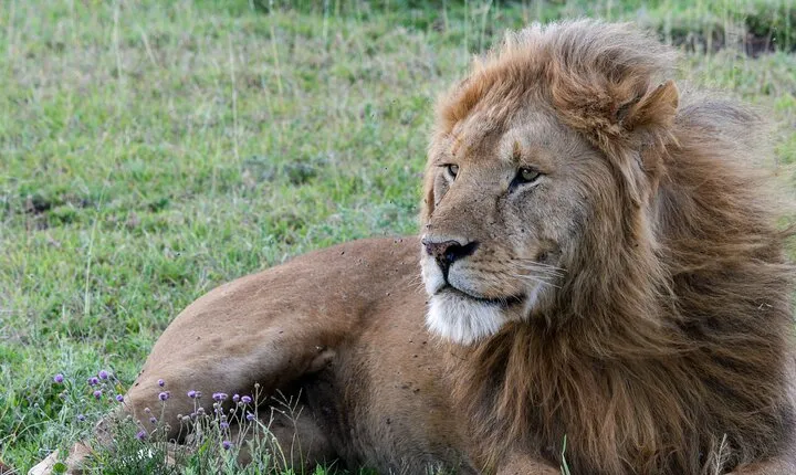 6 Days Tanzania Big Five Safari 