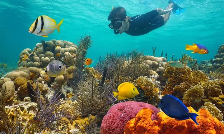 Key West: Dolphin Watching cruise & Snorkeling unlimited beer & soda