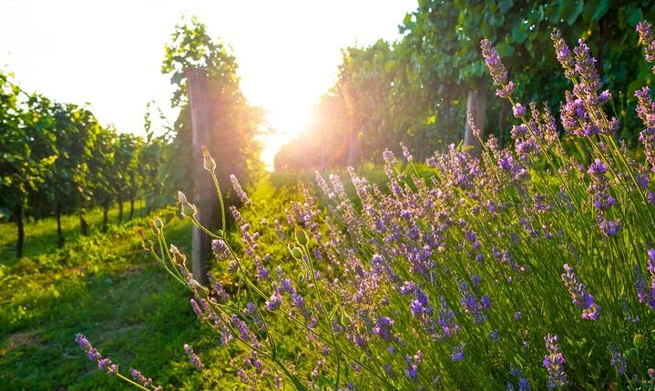 Full-Day Private Provence Wine Tour Experience from Nice
