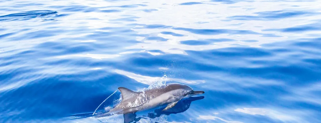 Flipper Whale Watching Afternoon Boat Trip Ticket