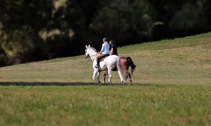 Day Trip: Olive Oil And Wine Museum With Lunch + Horse Riding