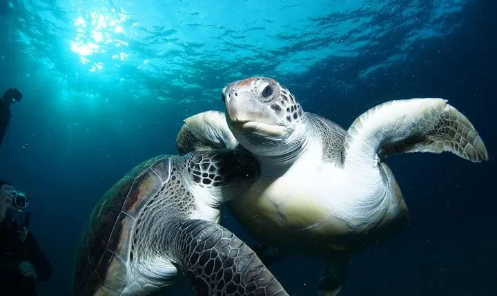 Tenerife Turtle and Snorkel Tour from Costa Adeje