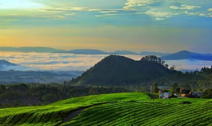 From Jakarta Airport : Mount Volcano , Hot spring , Tea Plant
