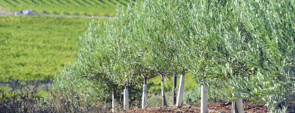 Olive oil mill experience and winery visit in Navarra from Pamplona