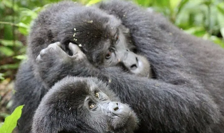 9 Days Adventure And Wildlife Safari