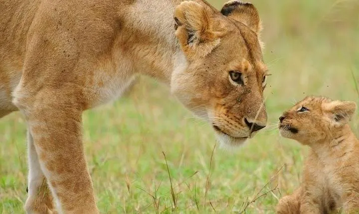 5 Days Tarangire, Serengeti, Ngorongoro & Manyara Budget Lodge Safari Tour