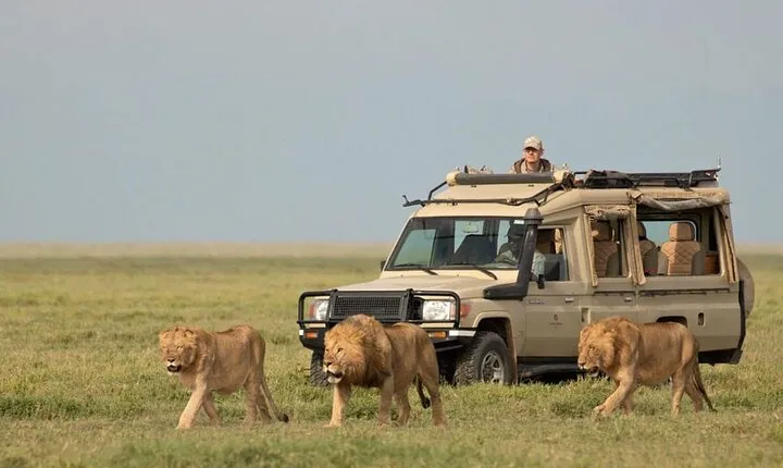 6 Days Private Luxury Lodge Safari: Serengeti, Ngorongoro Crater
