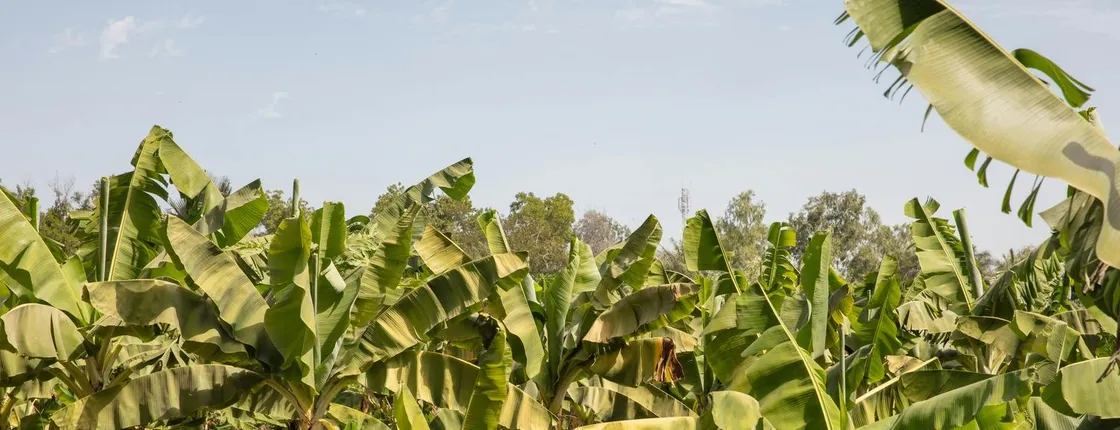 Full Day Tour at a Sustainable Farm from Somone with Lunch