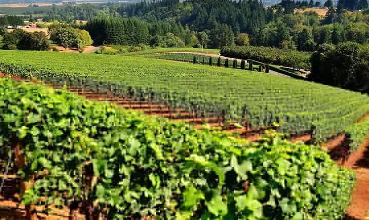 3 Day Private Santiago City & Casablanca Valley Wine Tour