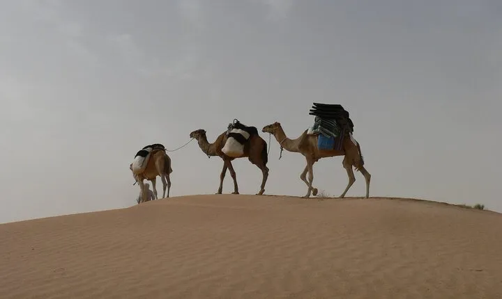 2 Days in the Desert on Camel Back