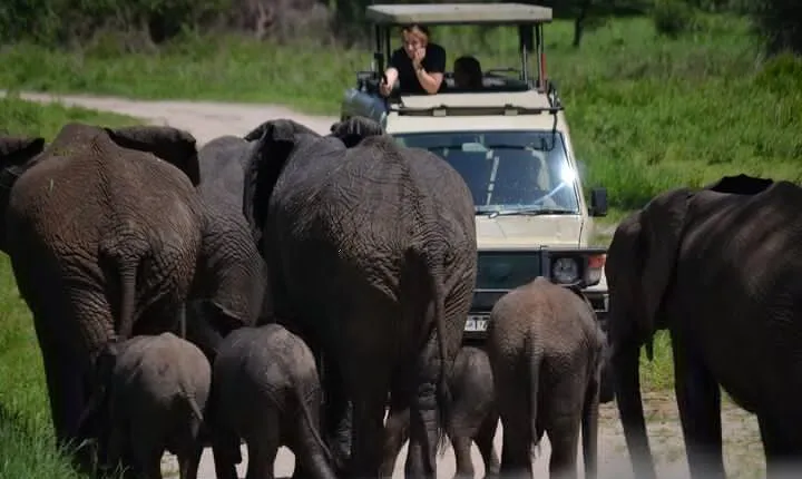 5 Days Private Budget Lodge Safari to Serengeti & Ngorongoro