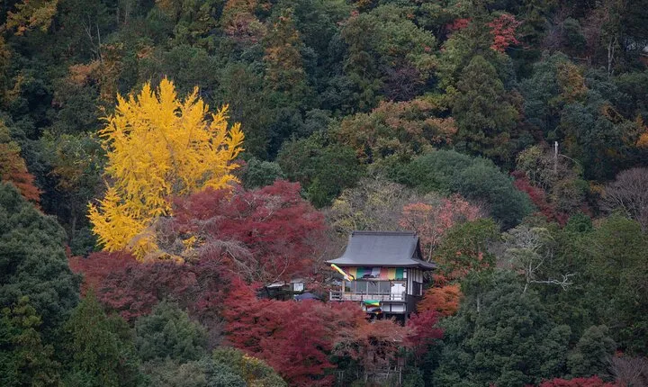 Explore Arashiyama Bamboo Forest with Authentic Zen Experience