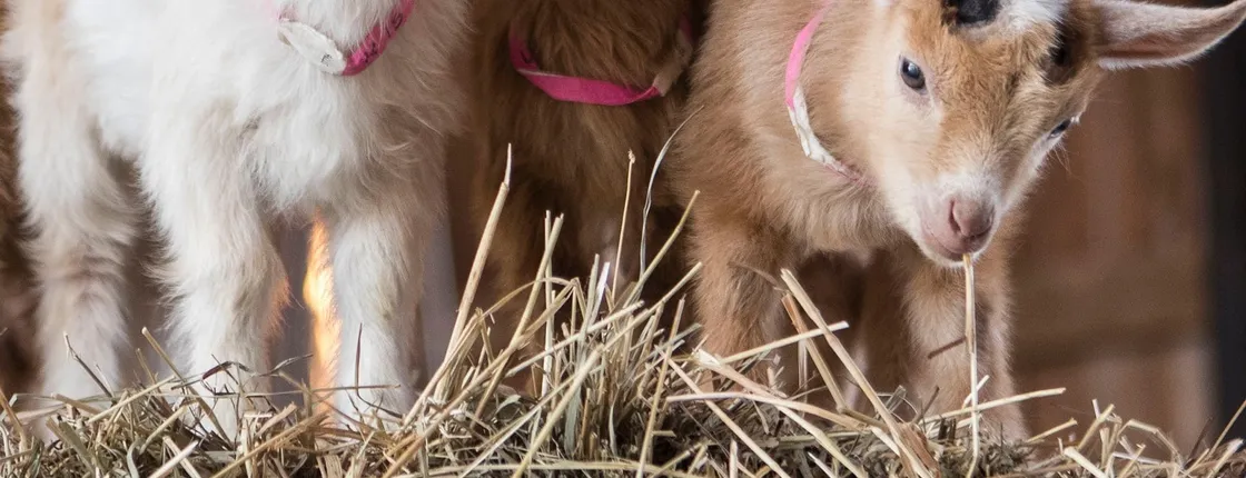 Baby goat snuggle session In Houston