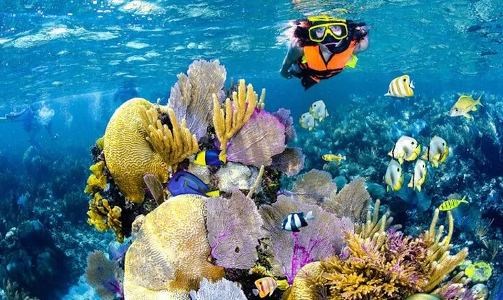 Tulum Area Experiences Guided Snorkeling Tour - Casa Cenote + Ocean Reef & Lunch