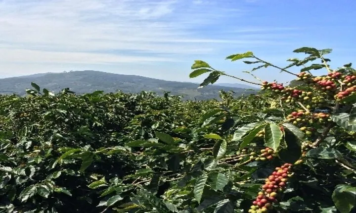 Coffee Tourism & Banana Farms Experience