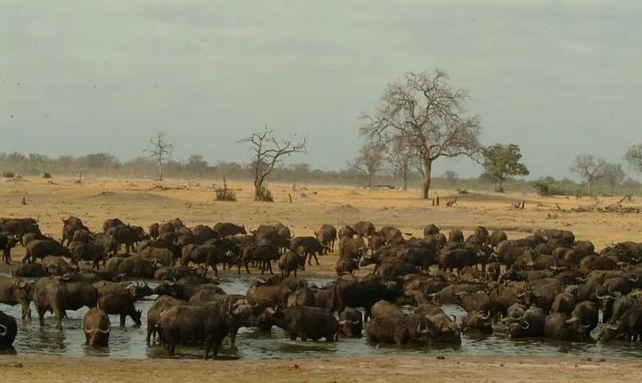 Full-Day Hwange National Park Tour from Victoria Falls
