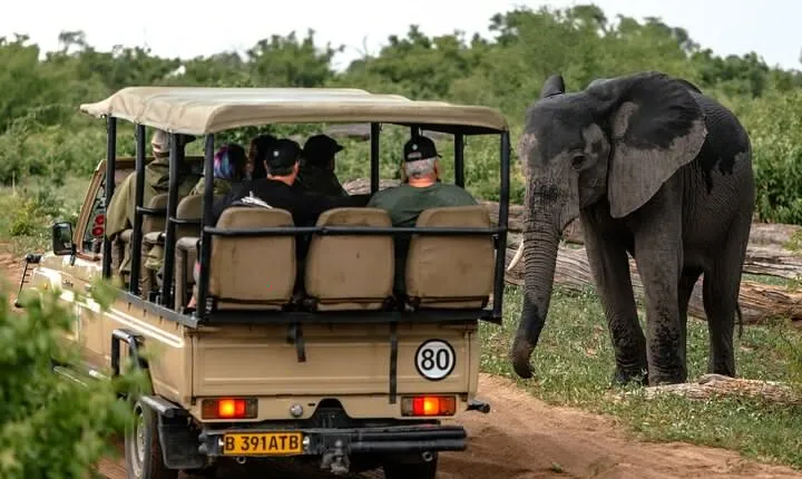 3 Hours Chobe Game Drive Safari, Botswana