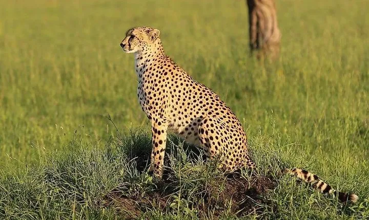 3 days Tarangire, Lake Manyara and Ngorongoro